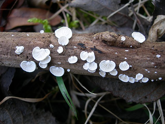 Cheimonophyllum candidissimum   (Berk. & M.A. Curtis) Singer